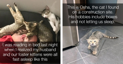 Cats Prove That They Rule The Internet And The World