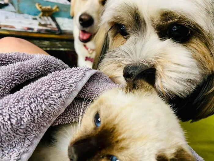 When Kendal put her in the crate, her two dogs excitedly came to meet their new sibling.
