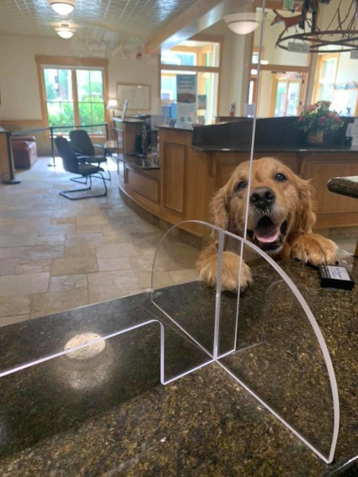 12. "Yes, hello! I would like to withdraw all available treats."