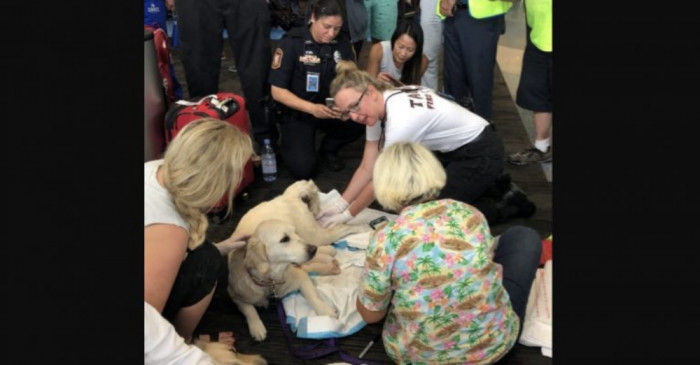 The mother dog in labor, looking very calm and collected.