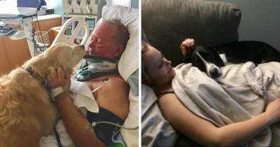 Heartwarming Doggo Moments That Prove Dogs Are Mankind's Best Friend