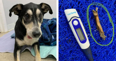 Rescued Dog Lived With Excruciating Pain For Way Too Many Years Until Someone Finally Noticed