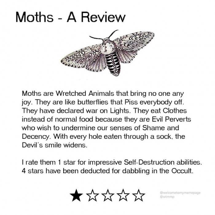 Moths - The most hated of all