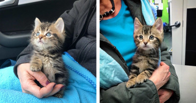 Kitten's Life Was Changed Forever After Being Found And Saved By Woman
