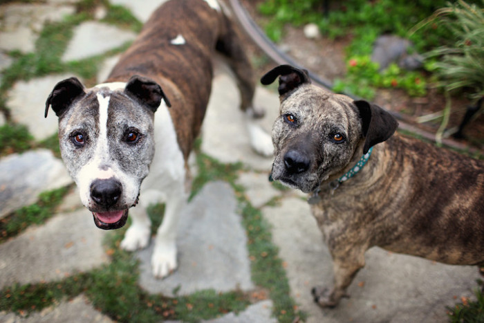 17. Sunny got along great with Fusaro's other rescue dog, Gabby. Sunny was the inspiration for the photography project that led to the creation of this book.