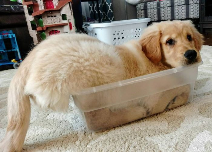 10. “I’m pretty sure Wally thinks he’s a cat.”