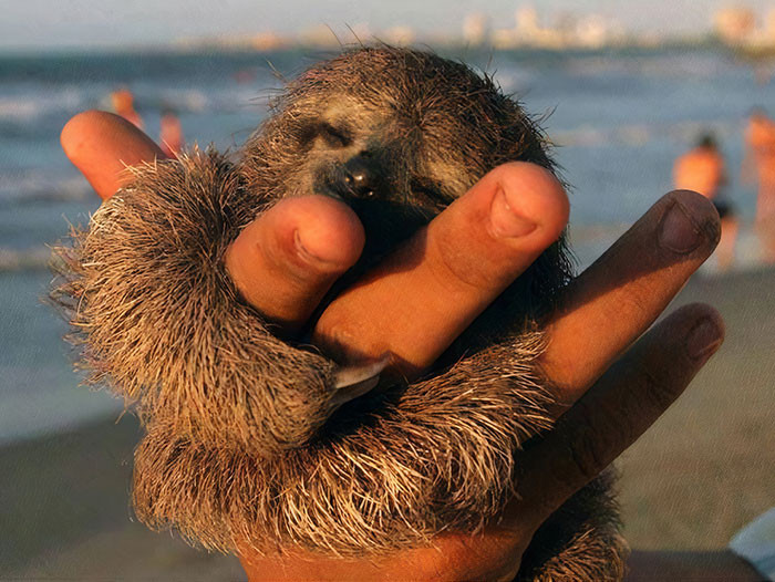 1. This is actually a full grown pigmy sloth, not a baby sloth.