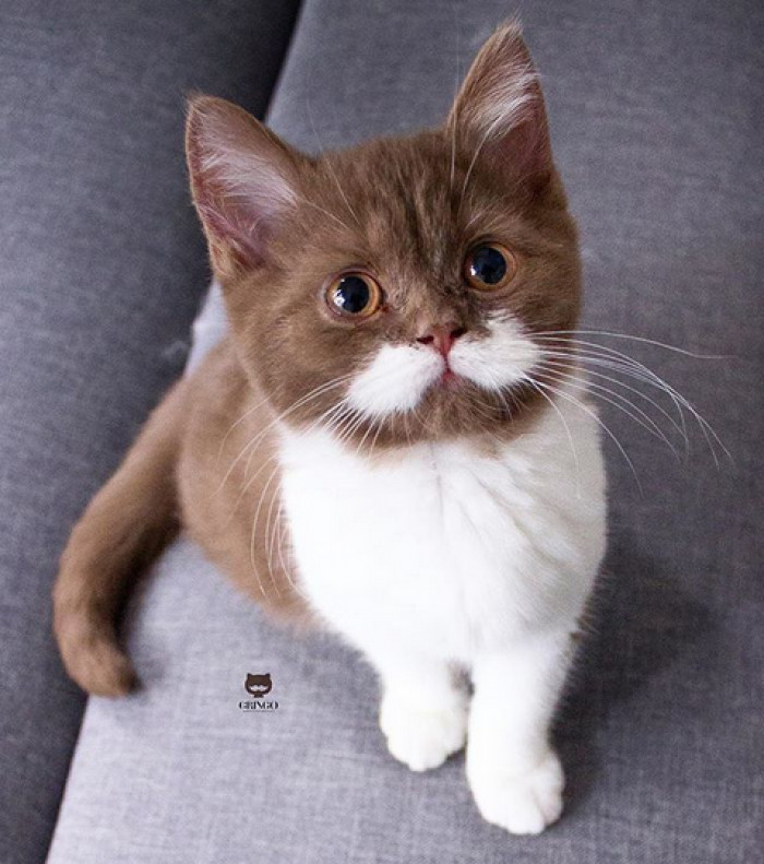 Close-up of Gringo the moustache cat, brown tabby face and curled whiskers
