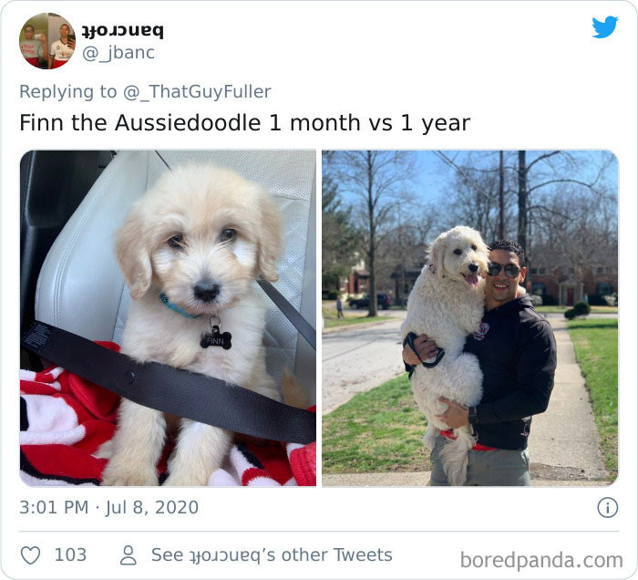 I've never heard of an 'AussieDoodle,' and I'm intrigued.
