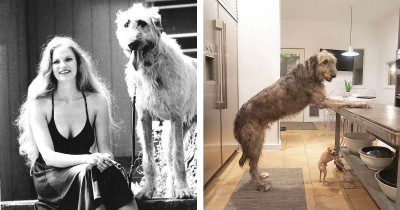 People Are Sharing Photos of Their Irish Wolfhounds, and They Are True Gentle Giants
