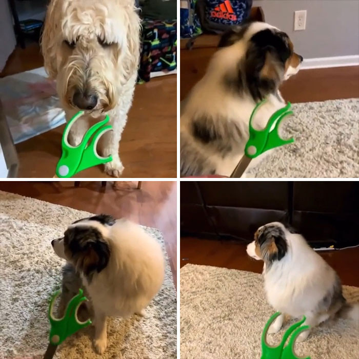 24. The Guilty Dog Test.