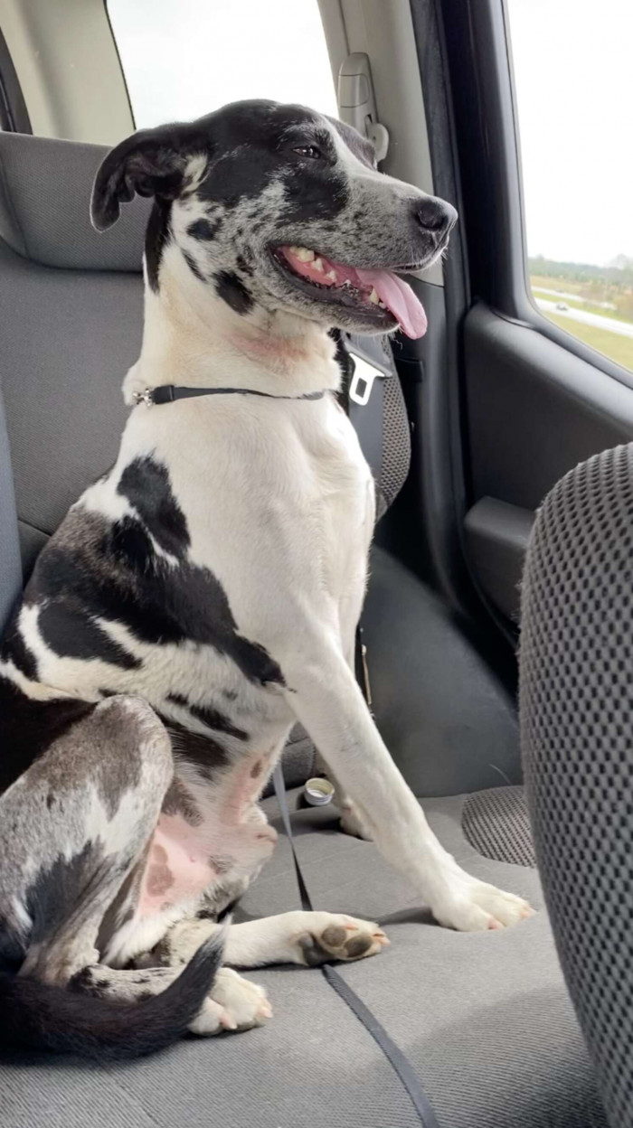 2. Despite the dog's decision to come with them, they needed to ask around to find out if anyone knew the dog's owners so they could return him. But no one knew.