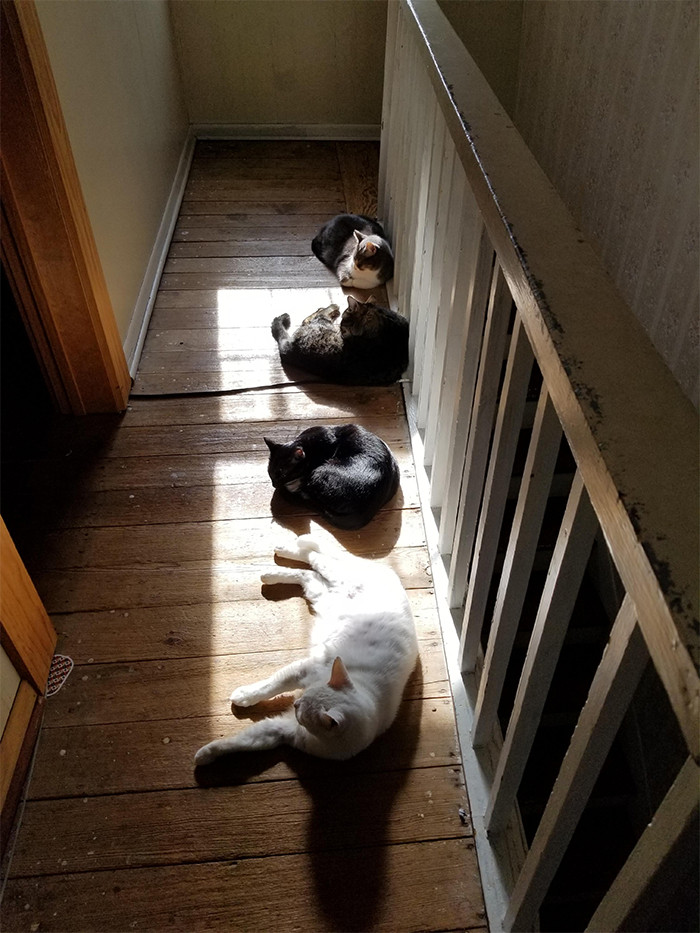 #21 Just all my cats sunbathing