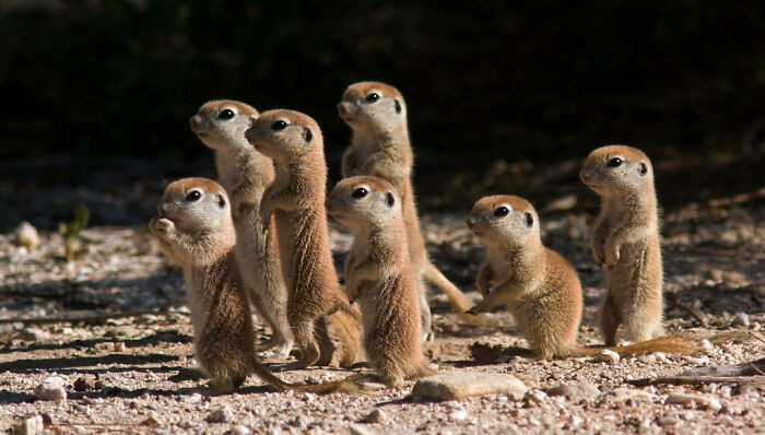 33. Group Of Baby Meerkats