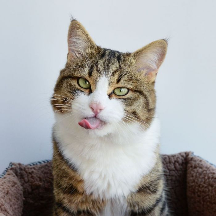 What does that tongue do?