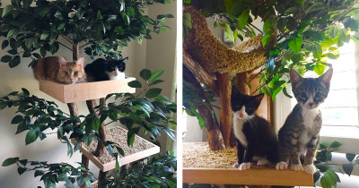 There Is A Company Selling Indoor Pet Treehouses That Look Like Actual Trees And Your Cat Needs One Right Meow