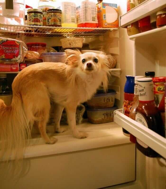 20. Hungry doggo goes straight for the fridge.