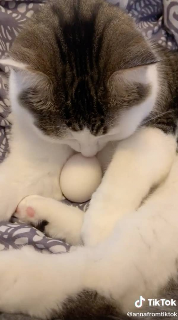 The kitty did such a great job protecting the egg that momma gasped.