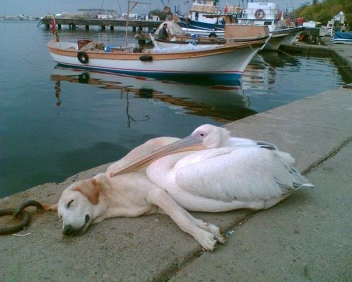 1. A pelican and a stray dog became friends, and the man who took this picture actually adopted the dog, and now he brings him to the docks every day so that he could hang out with his friend the pelican.