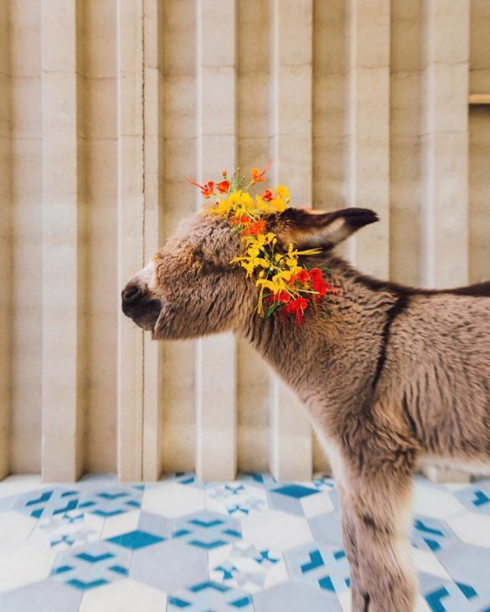 Flower crown for a sweet new donkey