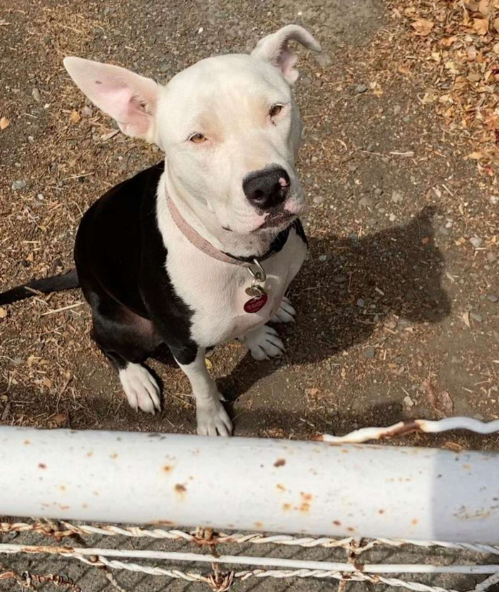 “She saw me come out of my office door from her yard and greeted me at the gate with a full-body wag and a smile,” Elkins said.