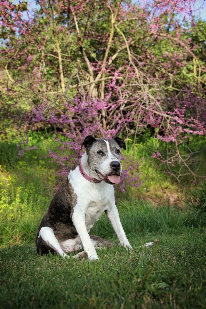 19. This book is dedicated to all older dogs who deserve their second chances, and to Sunny, the dog who changed everything.