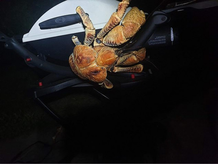 One of the crabs even climbed on top of the barbecue.