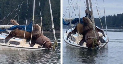 Couple of Huge Sea Lions Used Someone's Boat for a Joyride, and the Video Is Hilarious