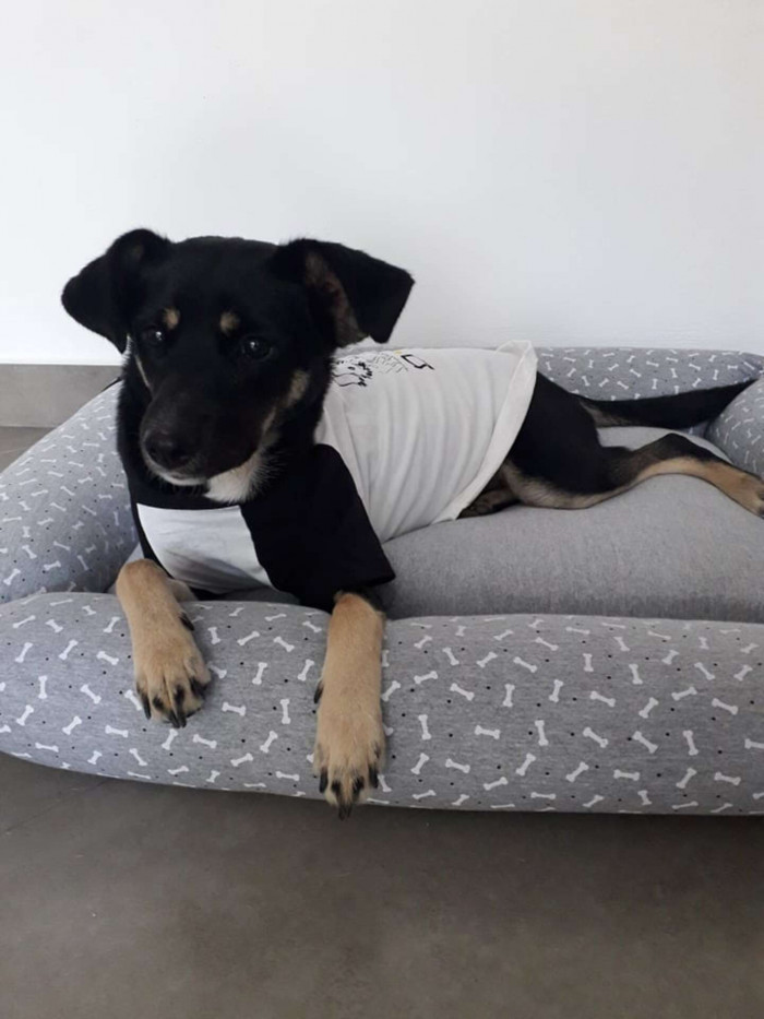 “I was startled when she arrived with the puppy because she was very sweaty and wet from the rain,” Rejane Stiegelmair, Cibely's mom, told The Dodo.