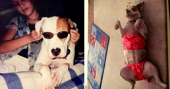 Over the years, Libra also became great friends with the family's adorable kitten, Maxwell.