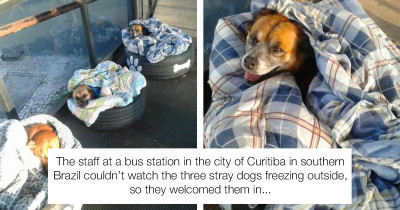 Bus Station Staff In Brazil Lets The Stray Dogs In So They Wouldn’t Freeze Outside