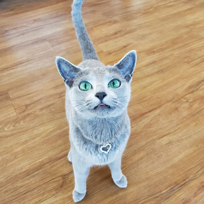 On top of being just pawsitively gorgeous, Dina is using her Instagram fame to do some good in the world.