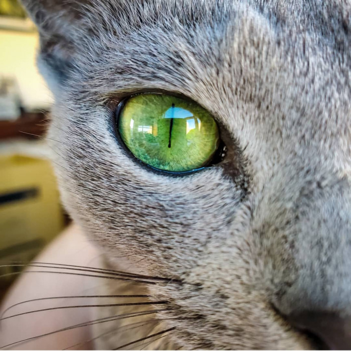 We asked her humans how they came to be a family.