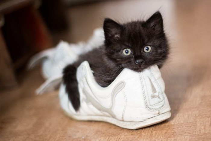 6. This little fluffy kitten loves to sit inside shoes