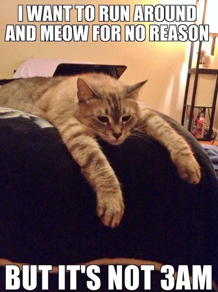 Time is but a construct, my furry friend