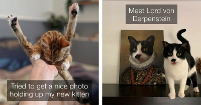 These Cat Posts Are The Solution to All of Your Life's Problems