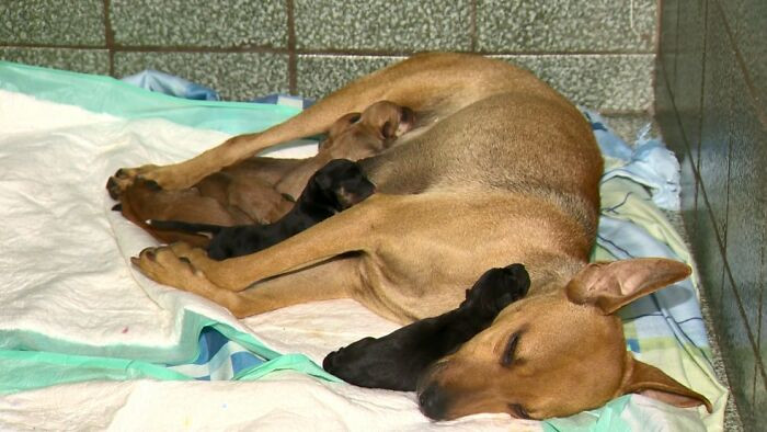 Amiga and her babies are recovering until they can find their forever homes.