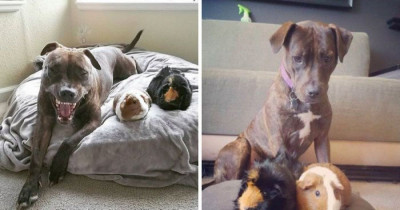 We Could All Learn a Lesson from These Guinea Pigs Who Love to Cuddle Their Pitbull Sister