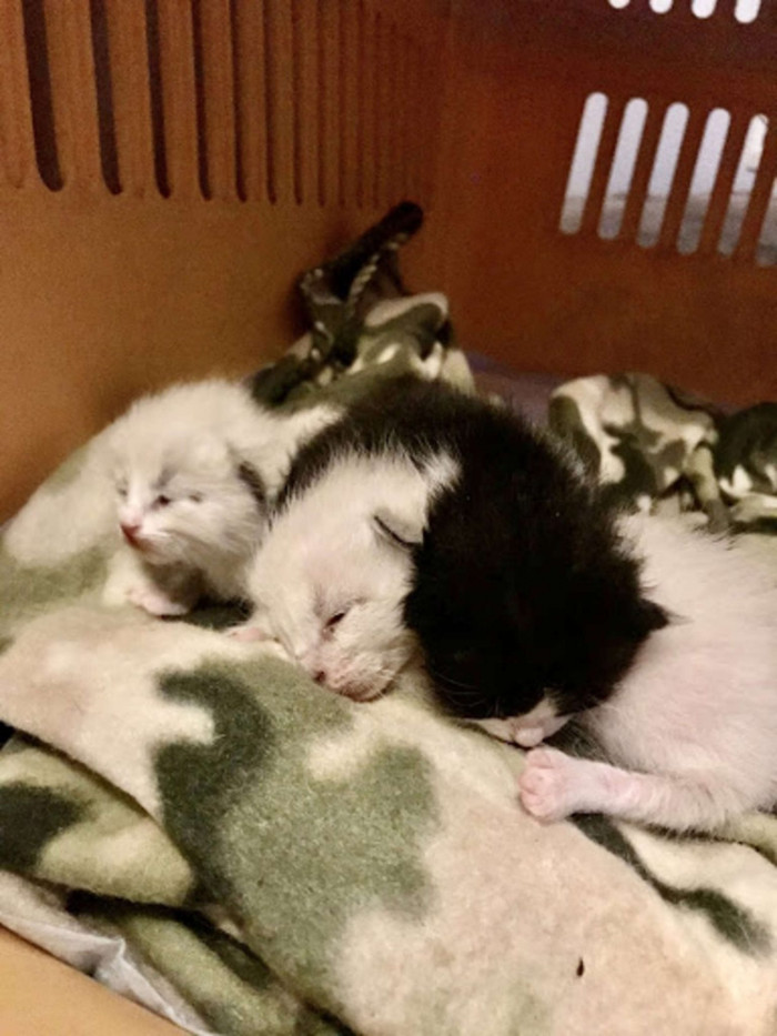 These are the three orphaned kittens.