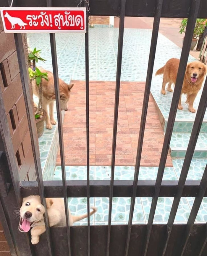 1. Your pup and the fence are not a good mix.