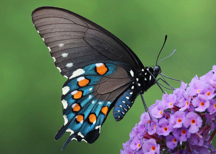 Pipevine Swallowtail After