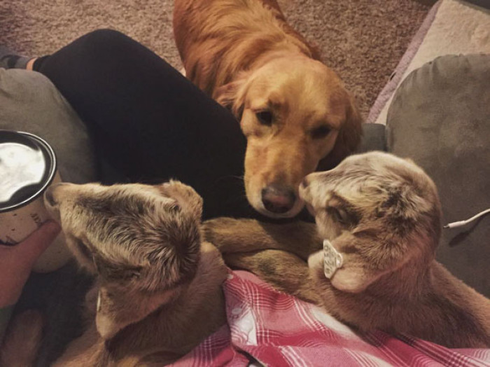 “They loved Loryn right away. They are together all day, every day”