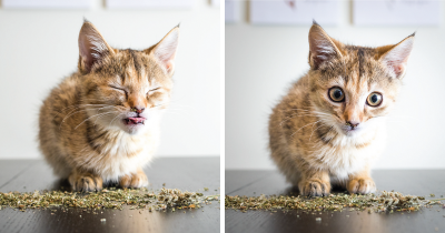 Cats High On Catnip Captured Brilliantly By Photographer