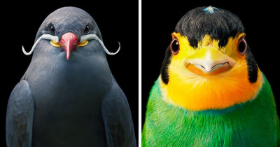25 Striking Portraits Of Rare And Endangered Birds
