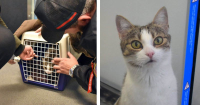 This Kitty Was Lost For An Entire Year Before Being Reunited With Her Family