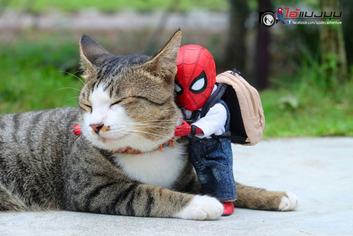 Cat Loving Artist Combines Cats With Marvel Into Hilarious Creations