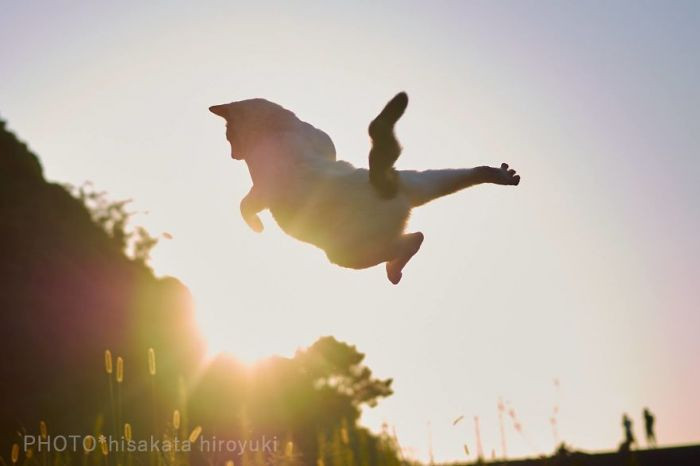 24. I never thought I'd see a cat fly...