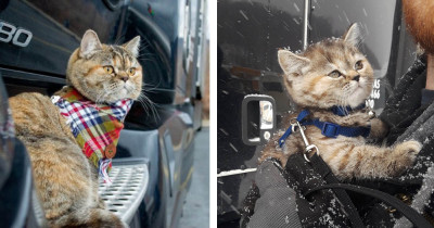 Meet Tora, A Trucker Cat That Has Traveled All Over The US With Her Human