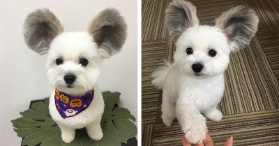 Everyone on the Internet Right Now Is Obsessing Over This Puppy with Mickey Mouse Ears, and You Can't Really Blame Them