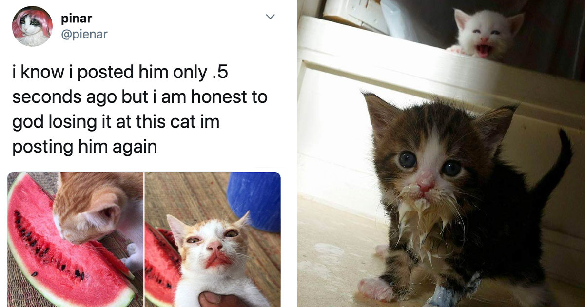 Pictures Of Cats Making A Mess While Eating Will Make You Giggle